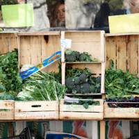 Puntarelle ehk cicoria asparago. Foto Liina Karron.