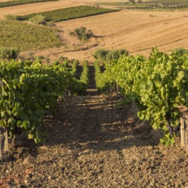 Foto: Consorzio DOC Sicilia