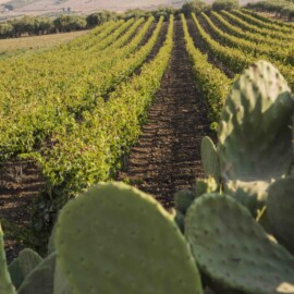Foto: Consorzio DOC Sicilia