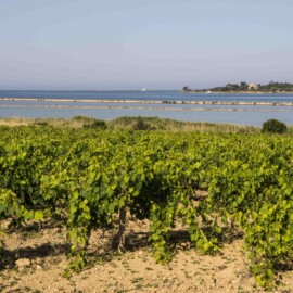 Foto: Consorzio DOC Sicilia