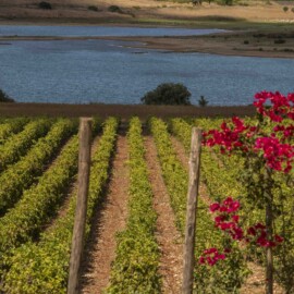 Foto: Consorzio DOC Sicilia