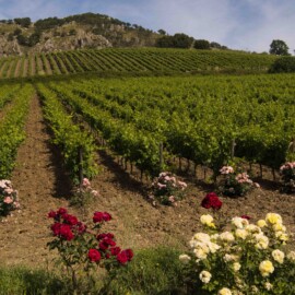 Foto: Consorzio DOC Sicilia