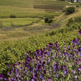 Foto: Consorzio DOC Sicilia